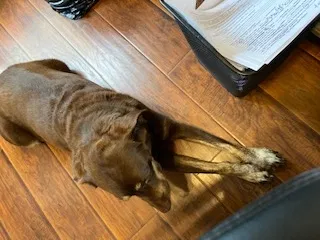 Lost dog in Kissimmee, FL, 34744
