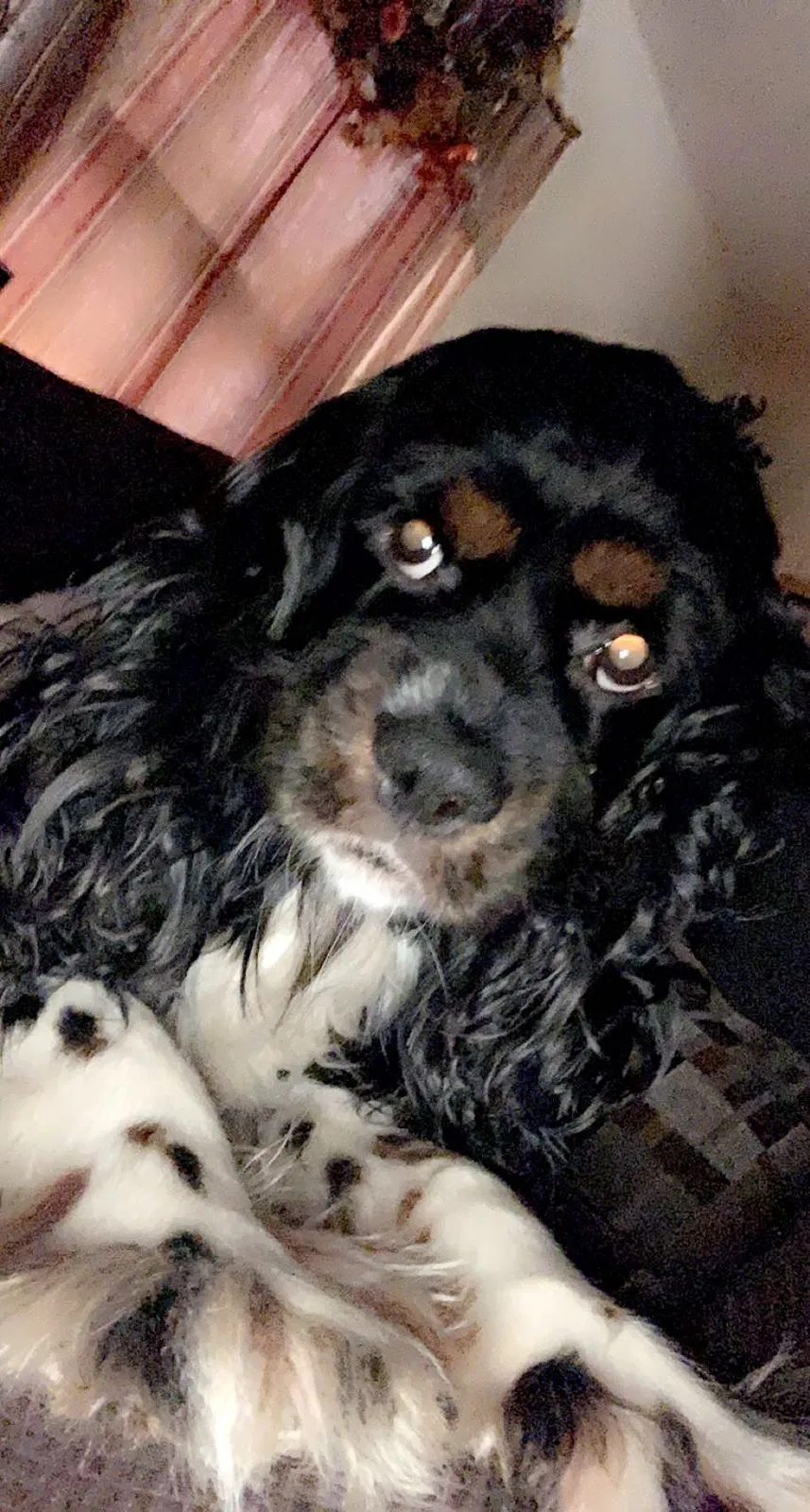 Lost dog in Galveston, TX, 77550