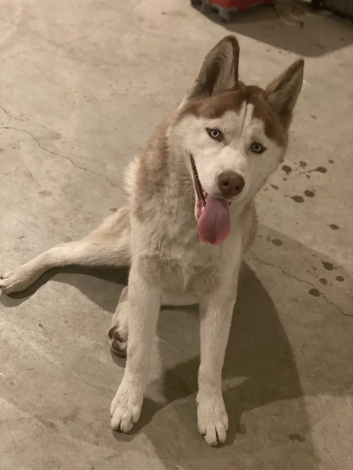 Lost dog in San Fernando, CA, 91340
