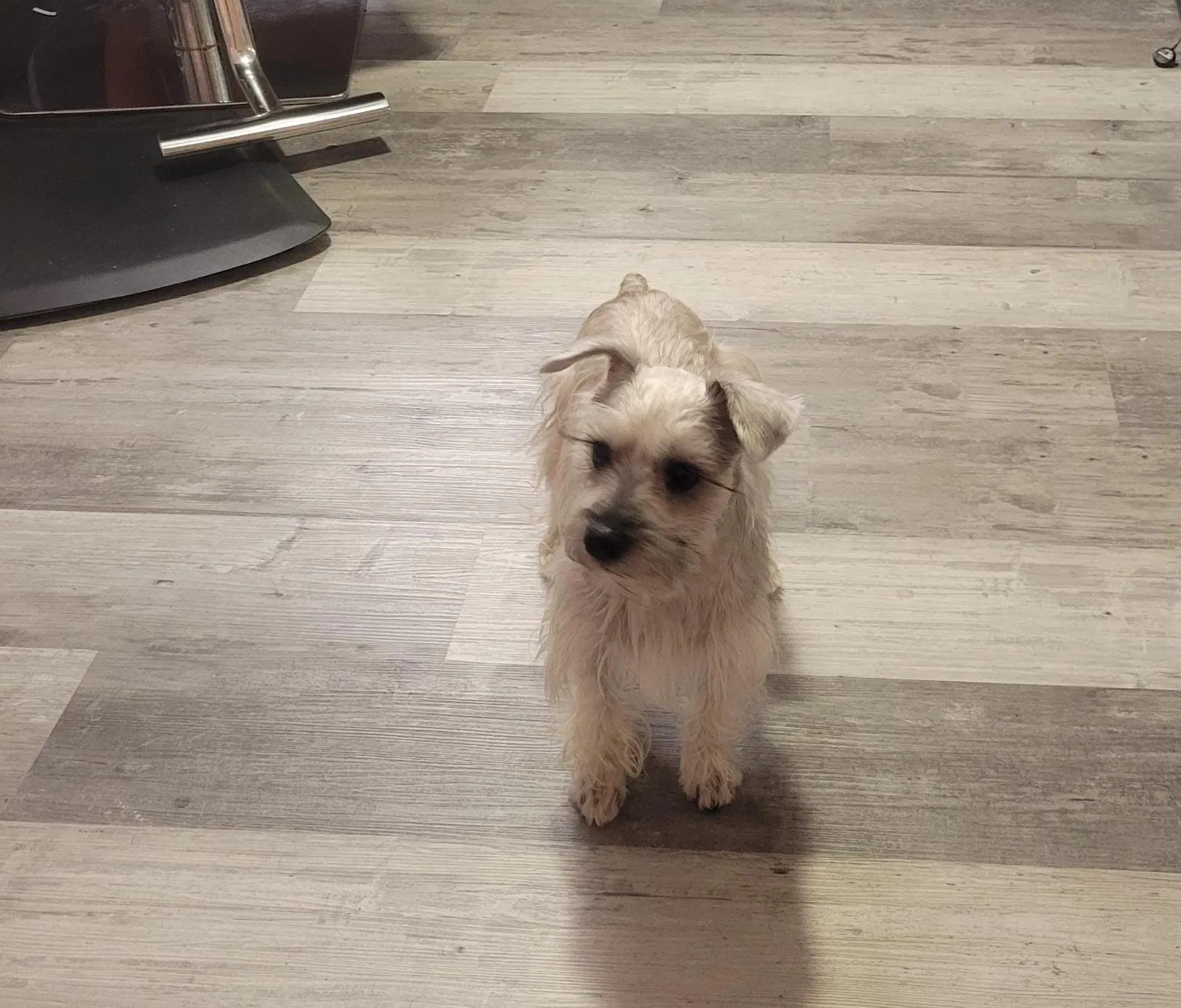 Lost dog in Houston, TX, 77055