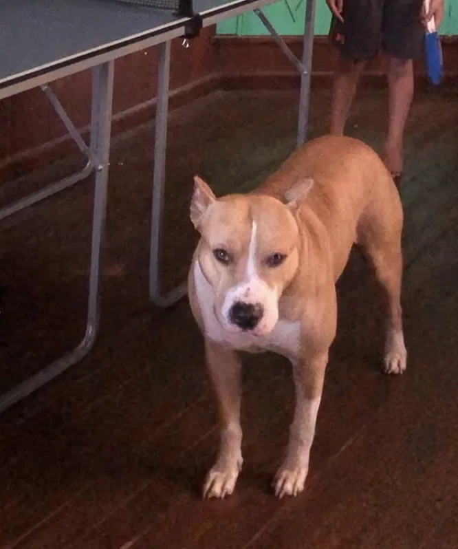 Lost dog in Gonzales, TX, 78629