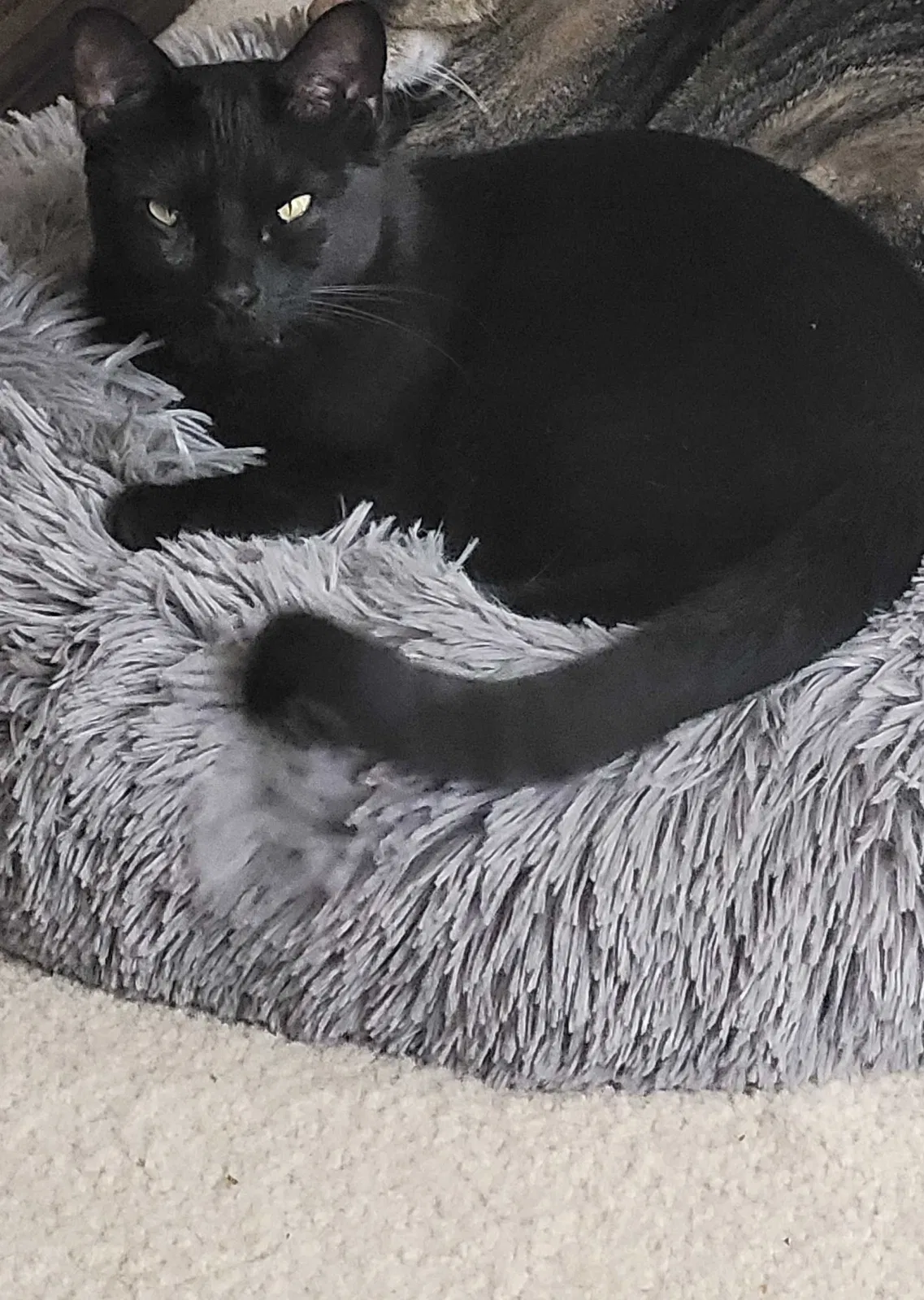 Lost cat in Fort Worth, TX, 76179