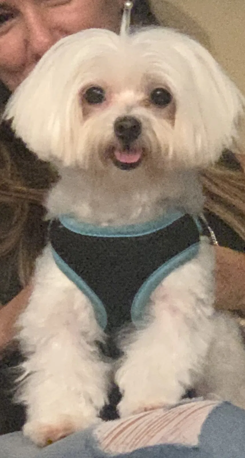 Lost dog in Miami, FL, 33129