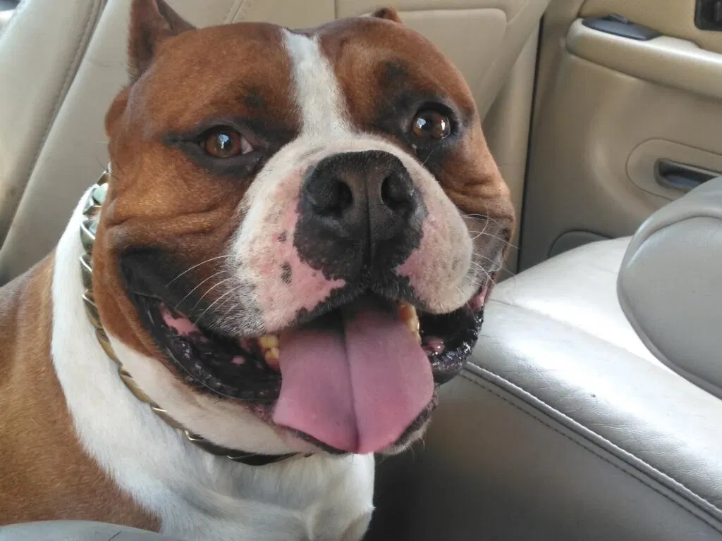 Lost dog in Denver, CO, 80221