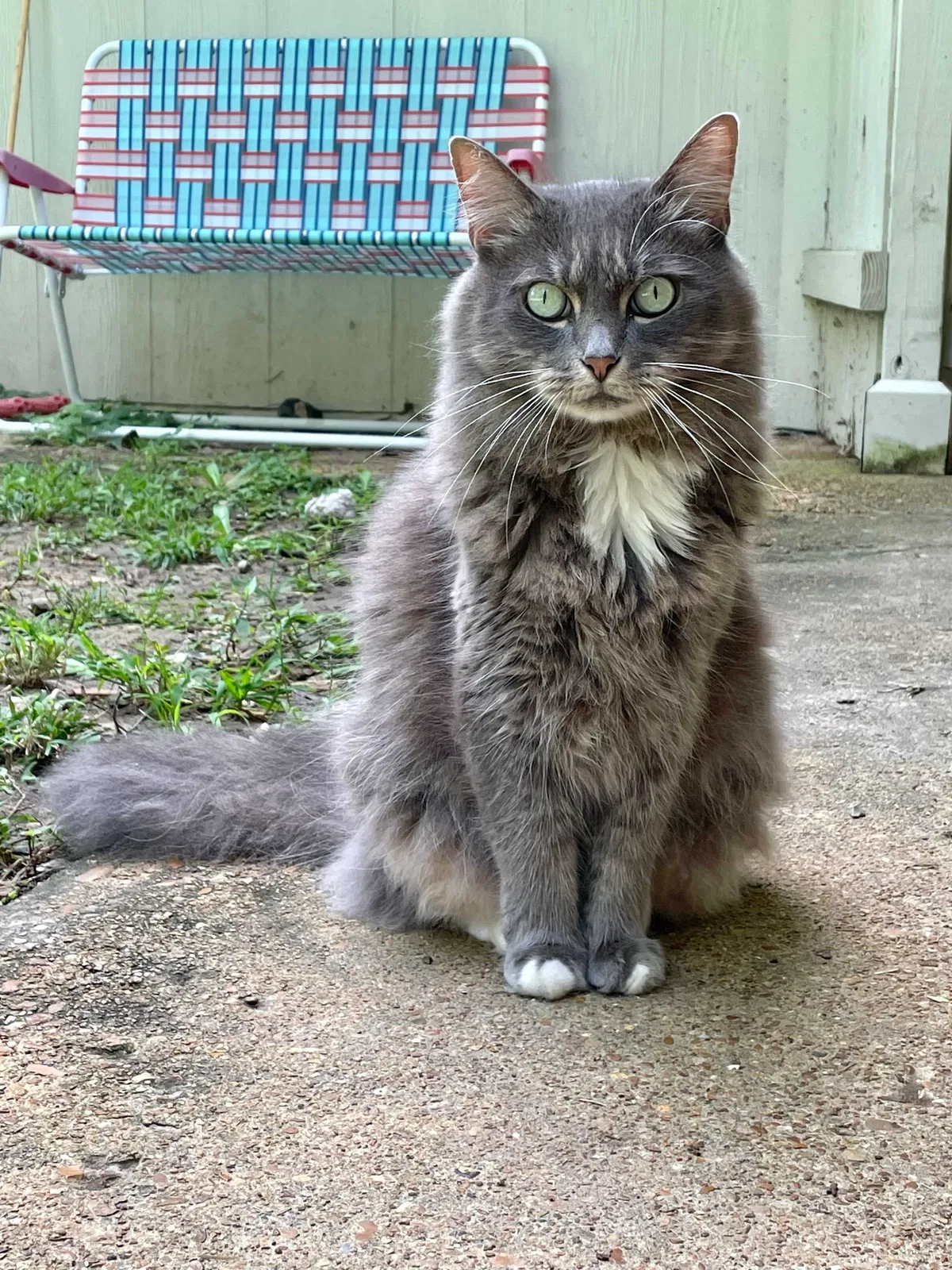 Lost cat in Memphis, TN, 38134