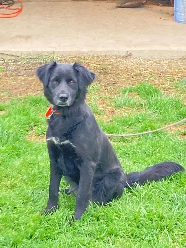 Lost dog in Cincinnati, OH, 45206