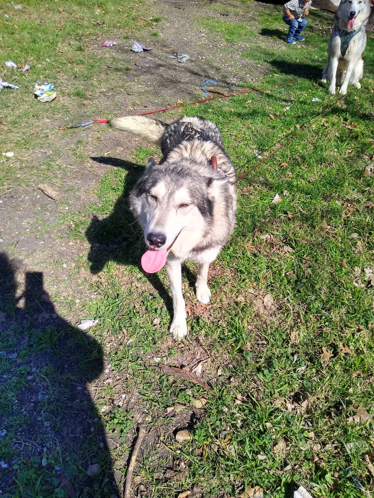 Lost dog in San Antonio, TX, 78242