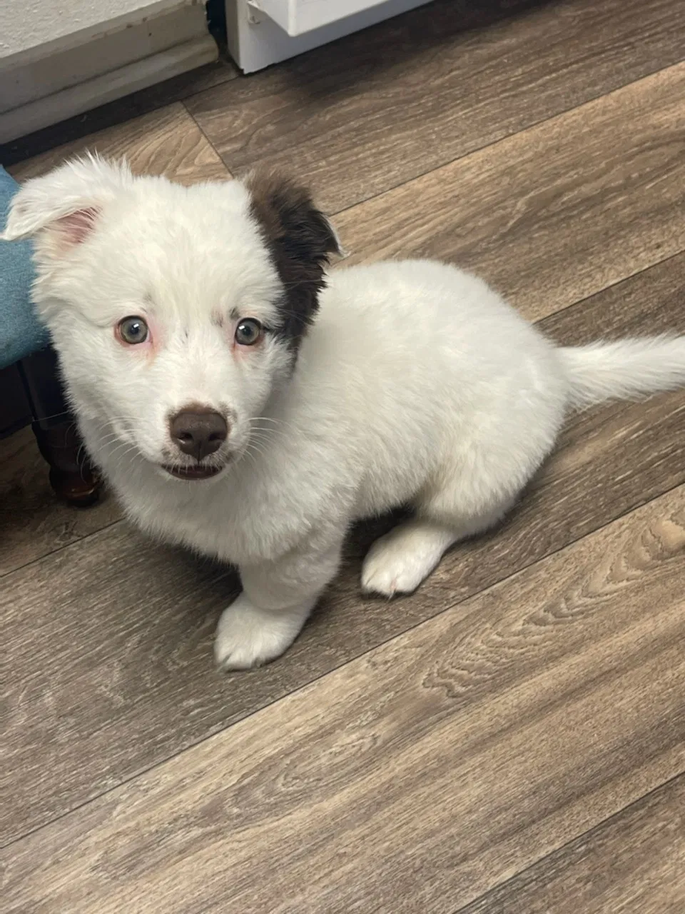Lost dog in San Bernardino, CA, 92410