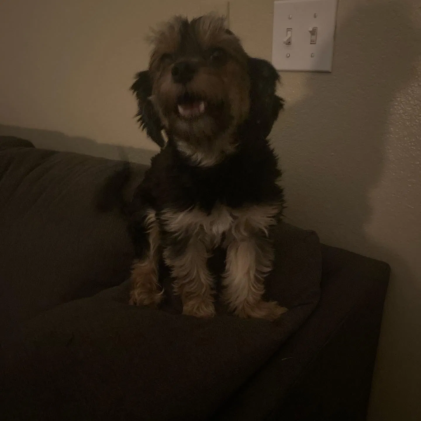 Lost dog in Riverside, CA, 92505