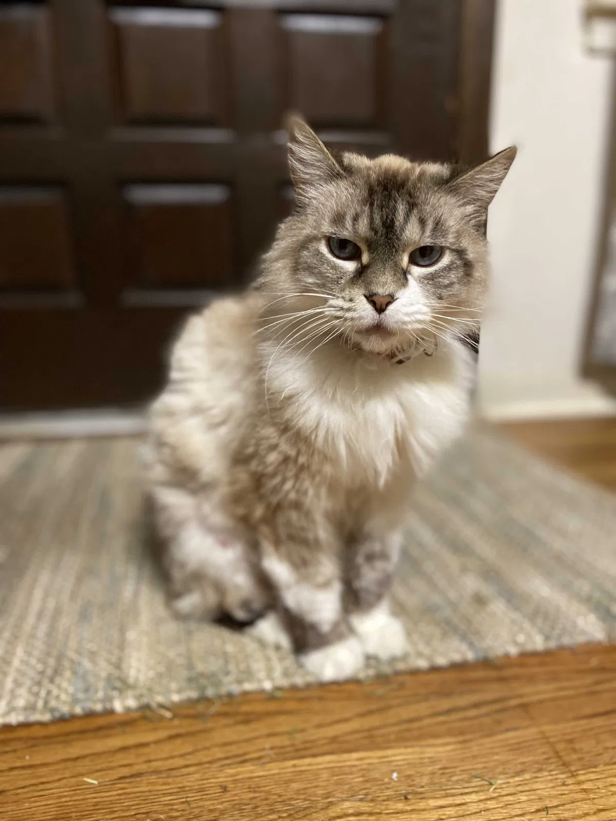 Lost cat in Tulsa, OK, 74105