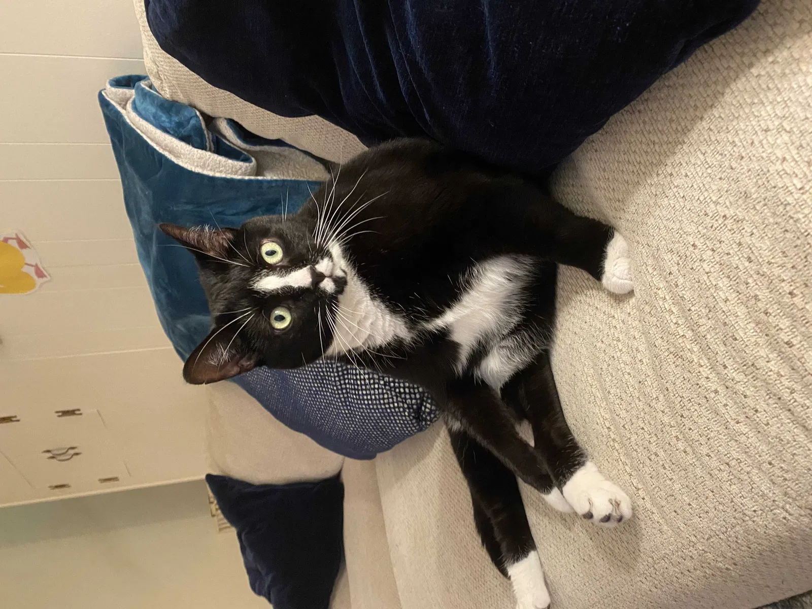 Lost cat in Malvern, PA, 19355