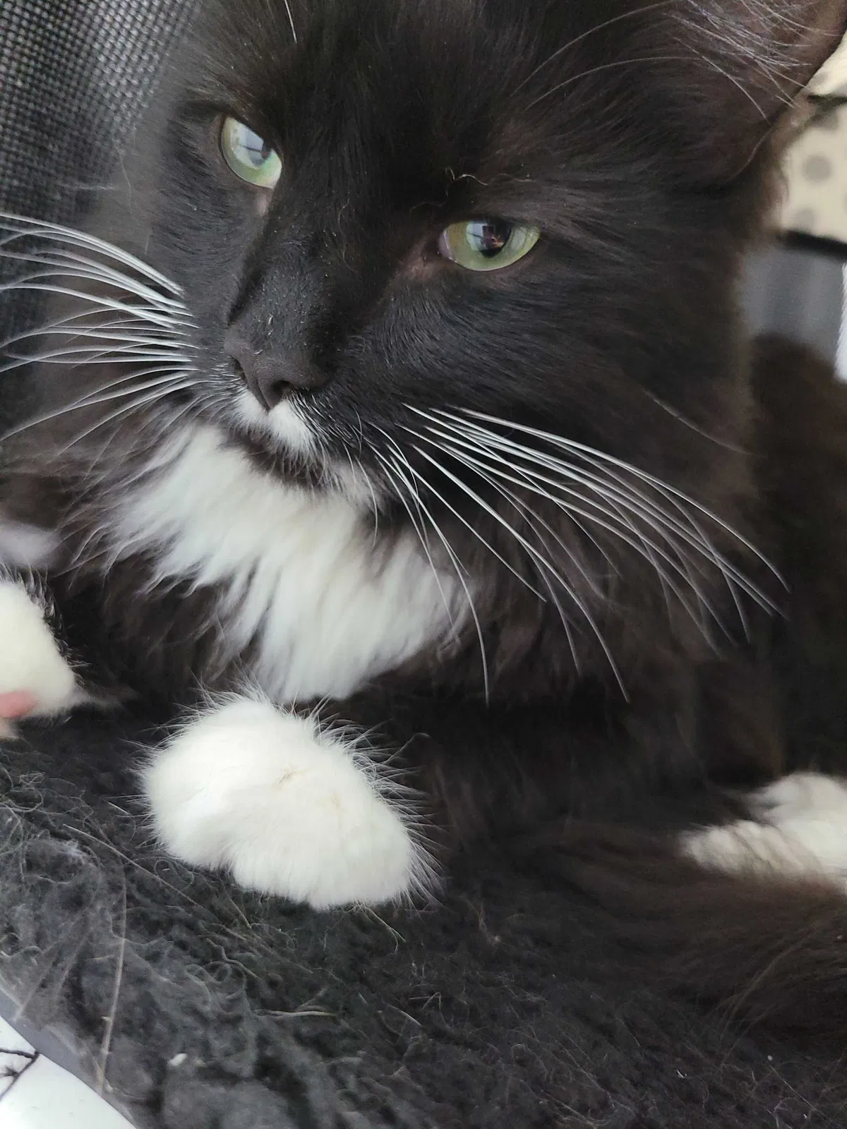Lost cat in Palmdale, CA, 93591