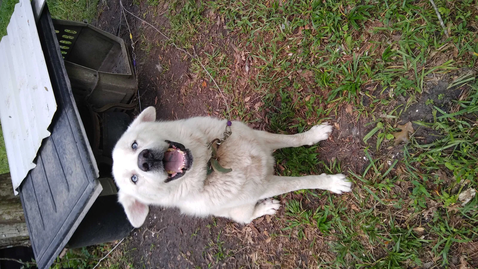 Lost dog in Saint Martinville, LA, 70582