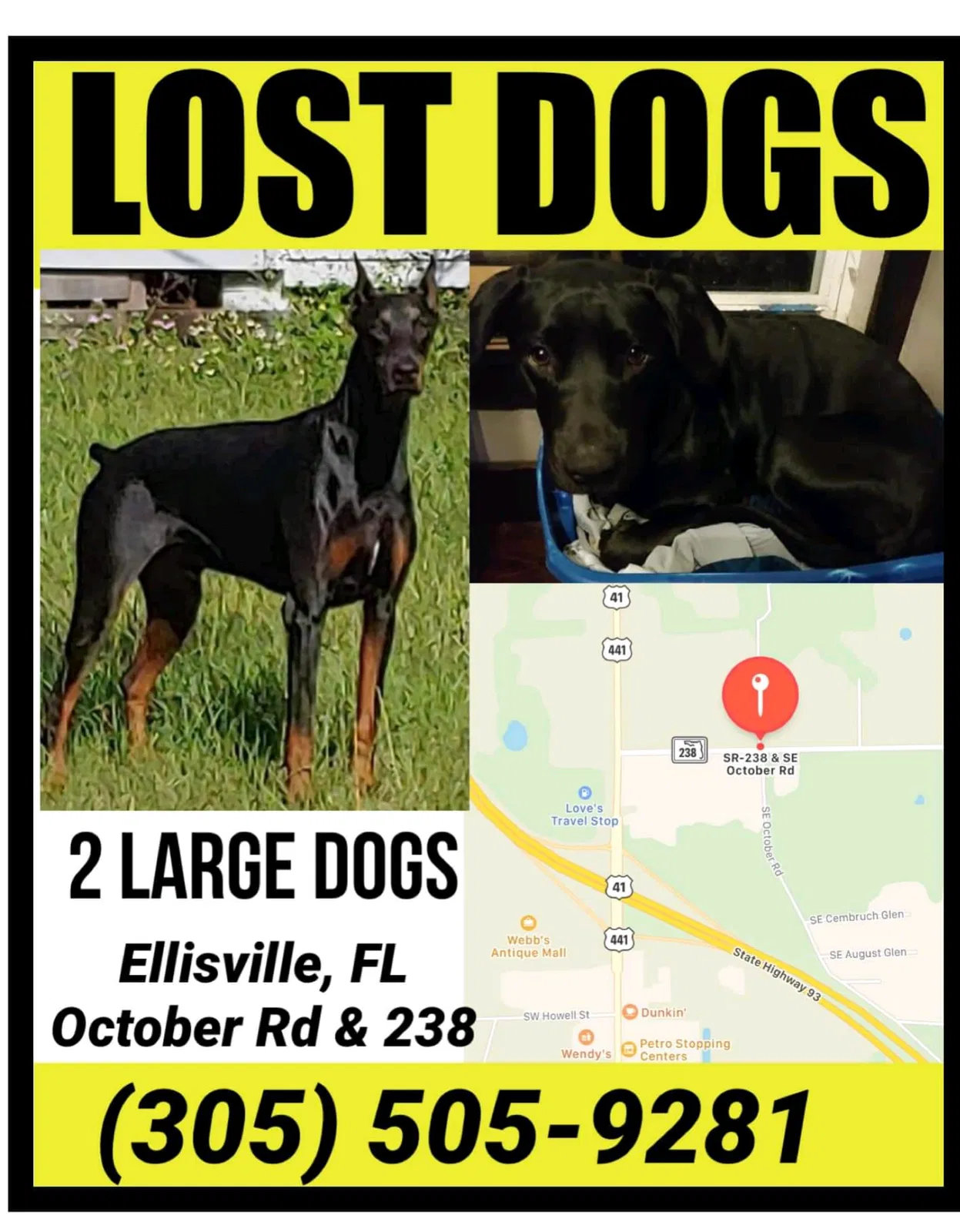 Lost dog in Lake City, FL, 32025