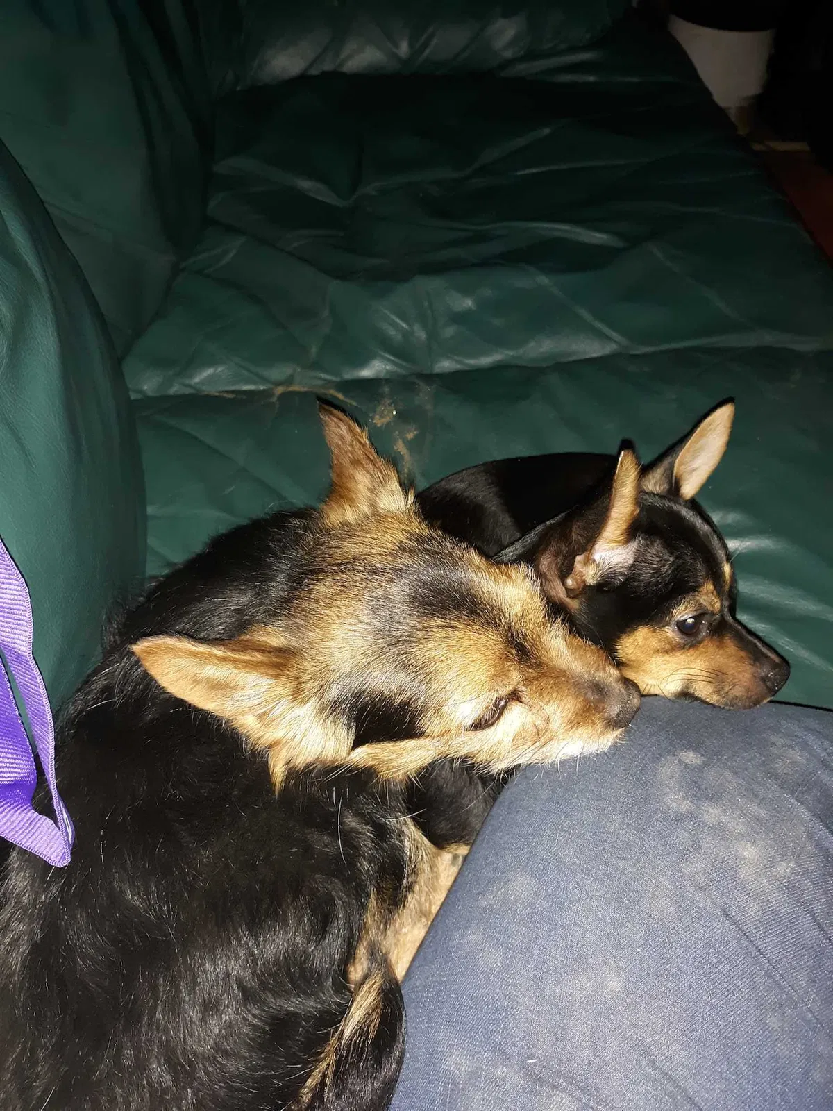 Lost dog in Glendale, AZ, 85301