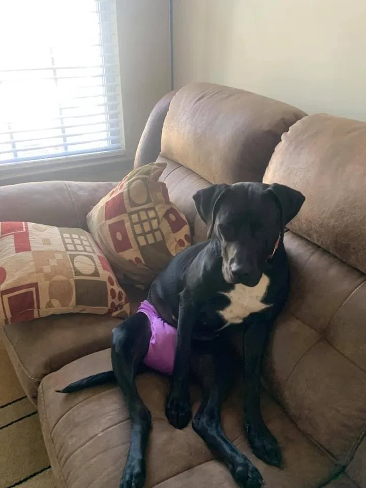 Lost dog in Noblesville, IN, 46060