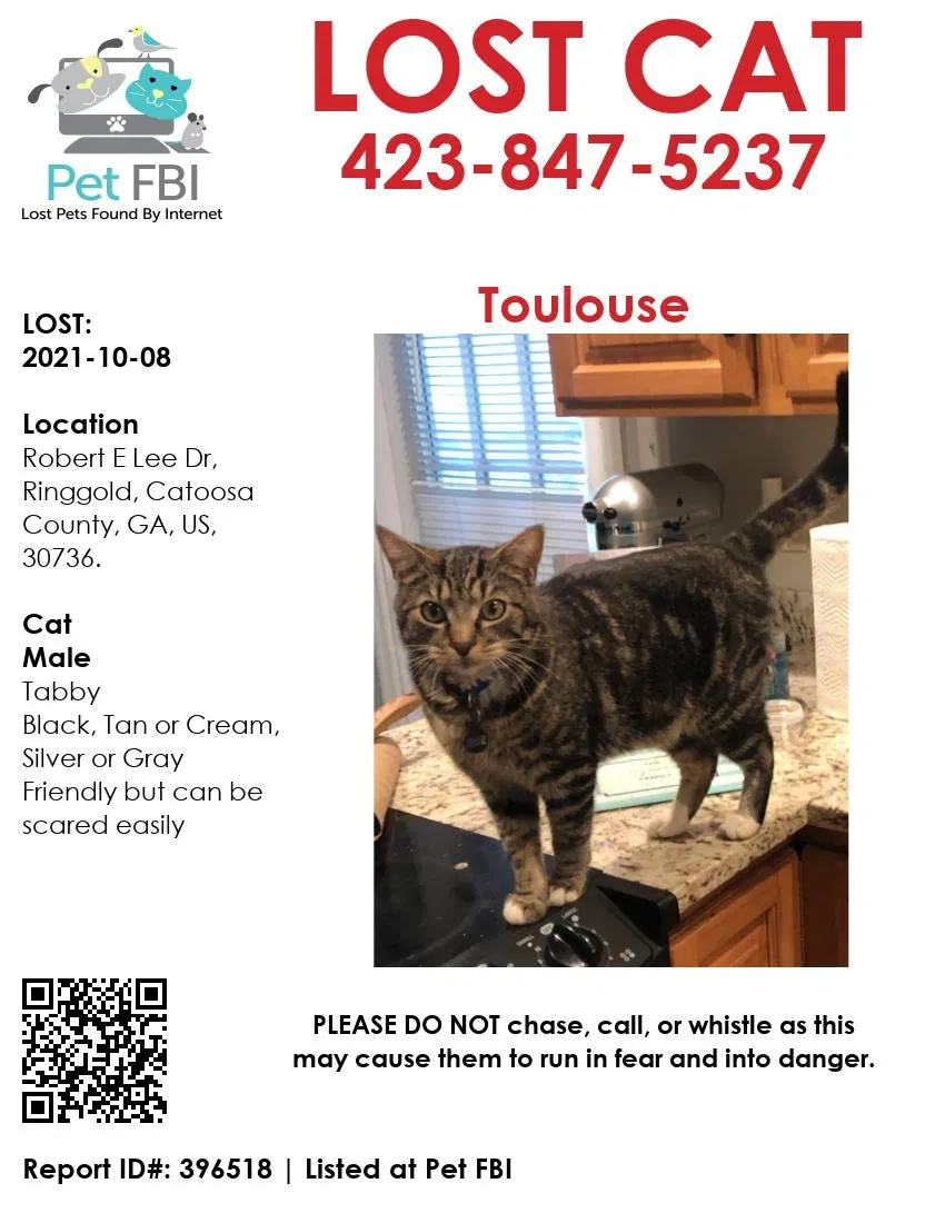 Lost cat in Chattanooga, TN, 37412