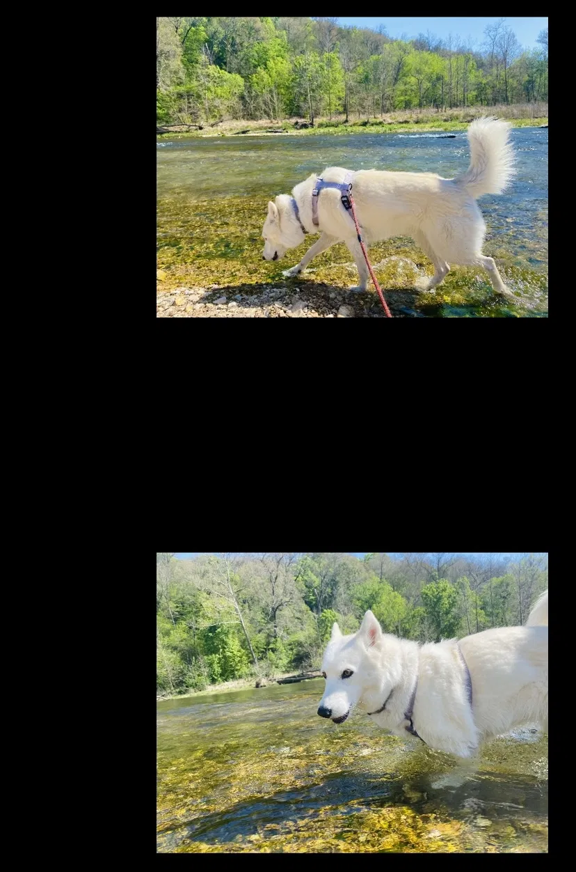 Lost dog in Tulsa, OK, 74112