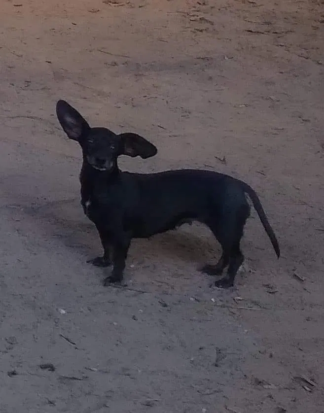 Lost dog in Montgomery, TX, 77316