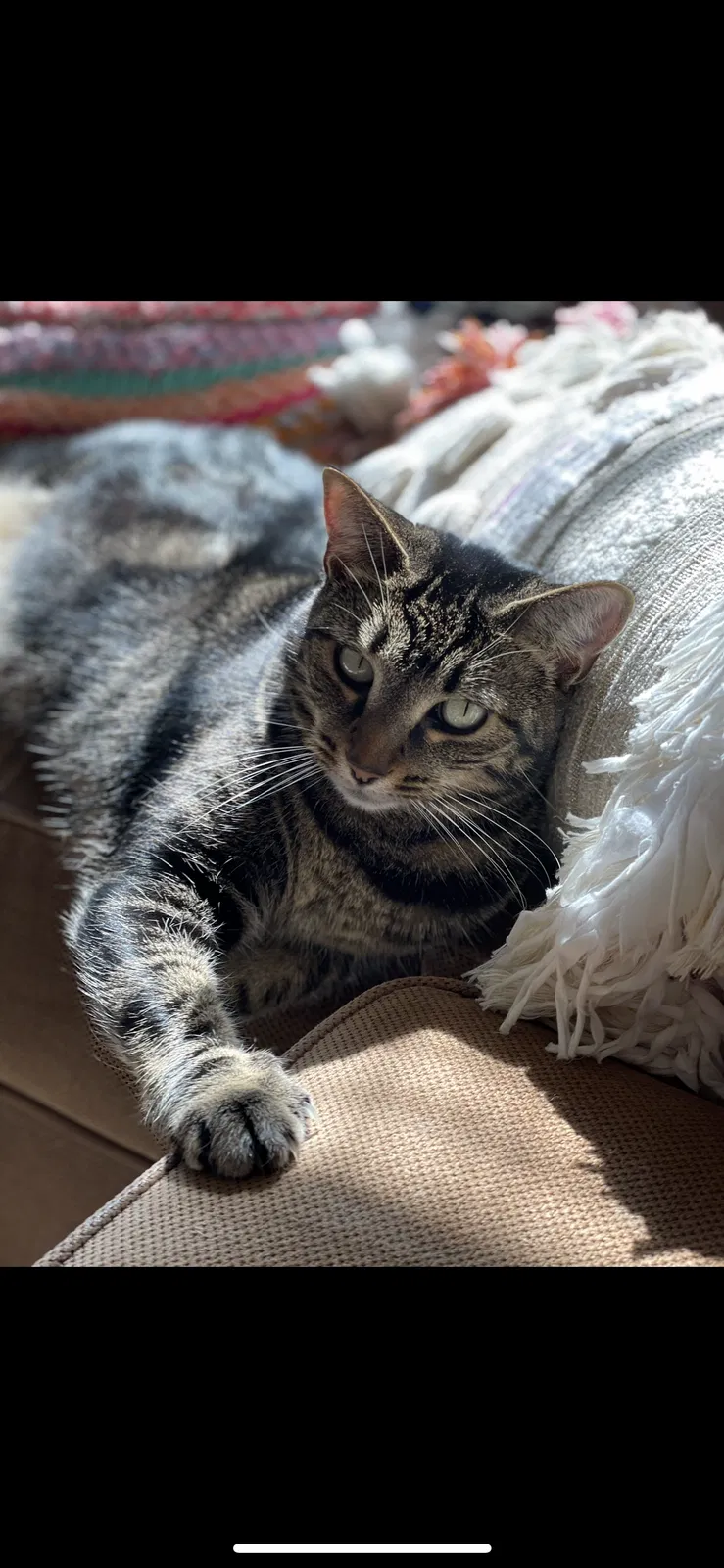 Lost cat in Bonney Lake, WA, 98391