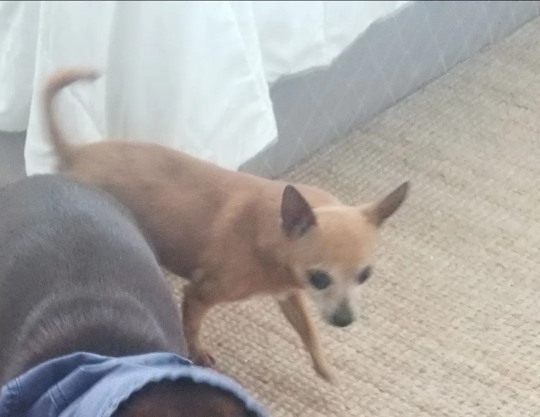 Lost dog in Pasadena, TX, 77502