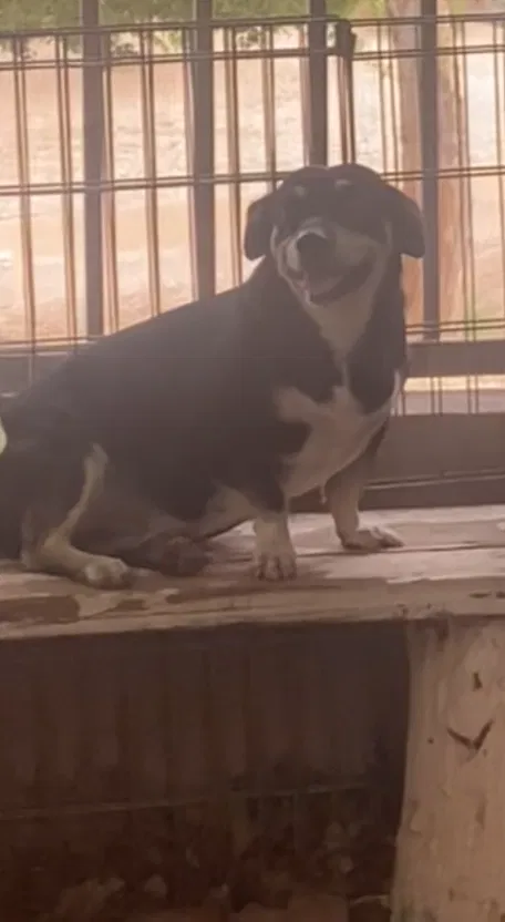 Lost dog in Phoenix, AZ, 85041