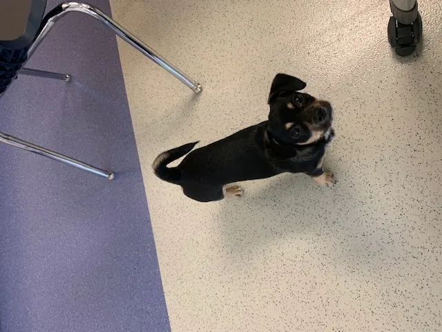 Lost dog in Stockton, CA, 95205