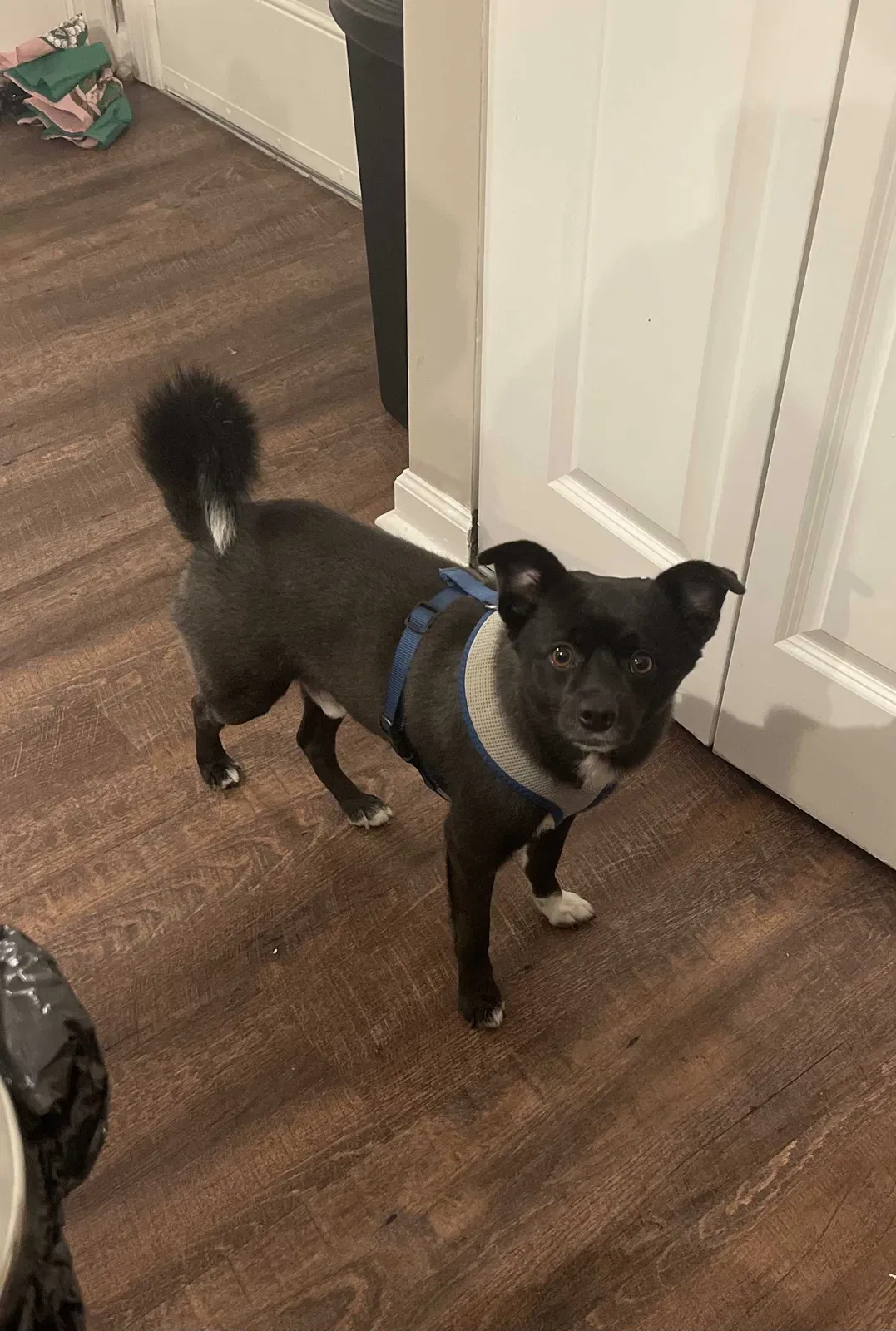 Lost dog in Atlanta, GA, 30314