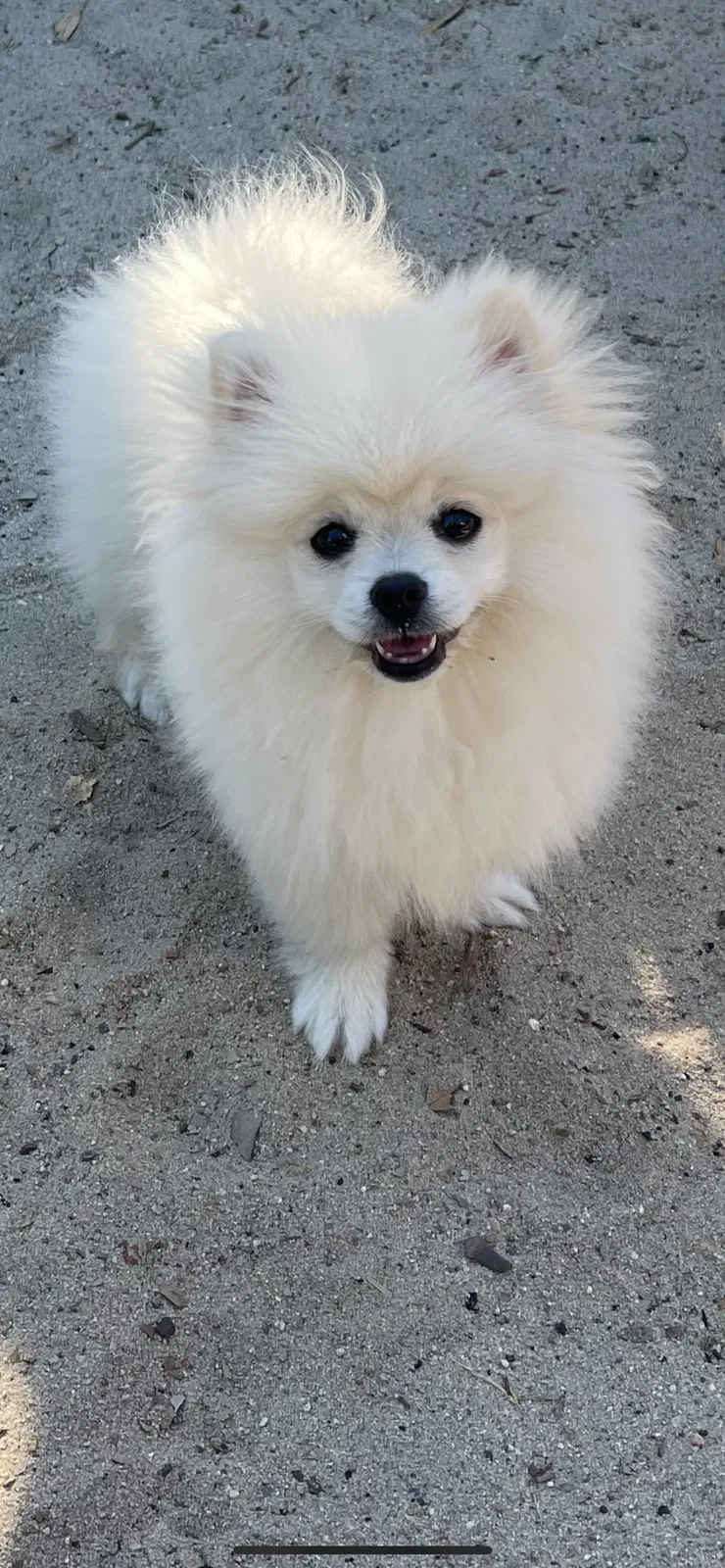 Lost dog in San Diego, CA, 92117