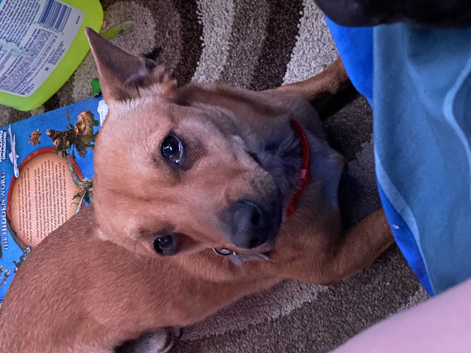 Lost dog in Goodyear, AZ, 85338