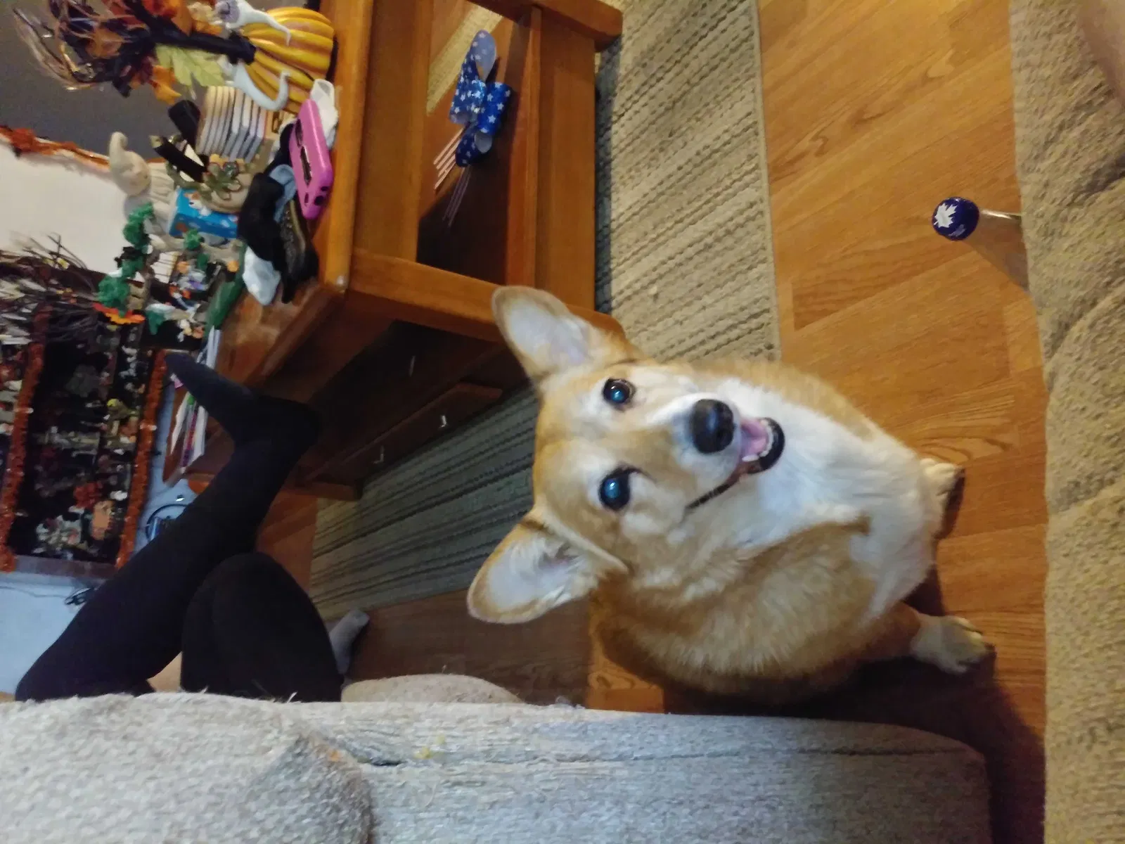 Lost dog in Allen Park, MI, 48101