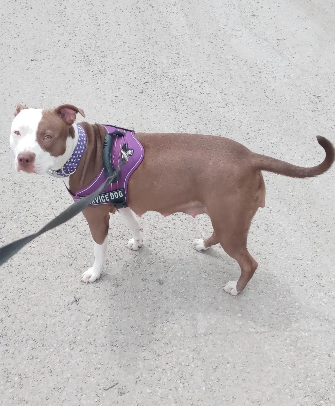 Lost dog in Indianapolis, IN, 46217