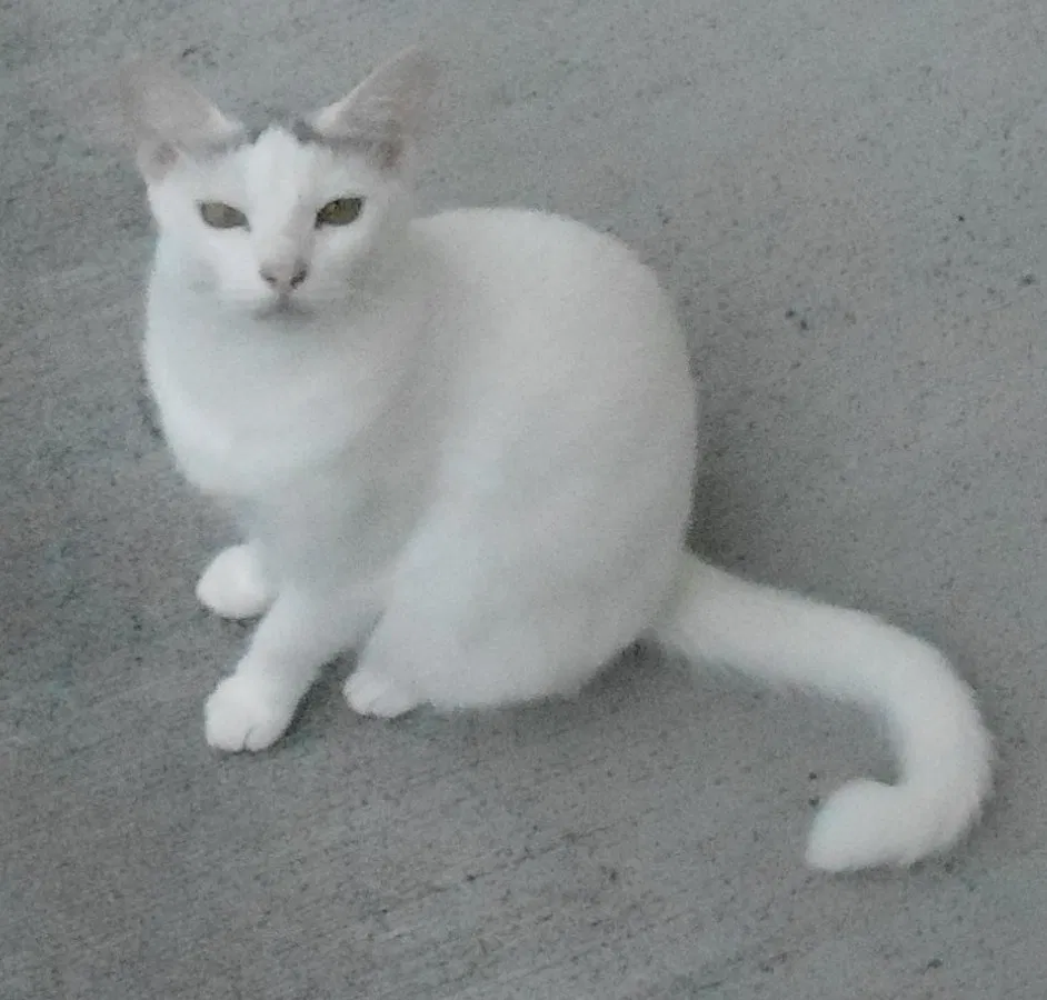 Lost cat in Keaau, HI, 96749