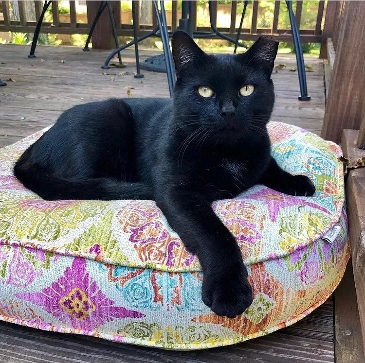 Lost cat in Athens, GA, 30606