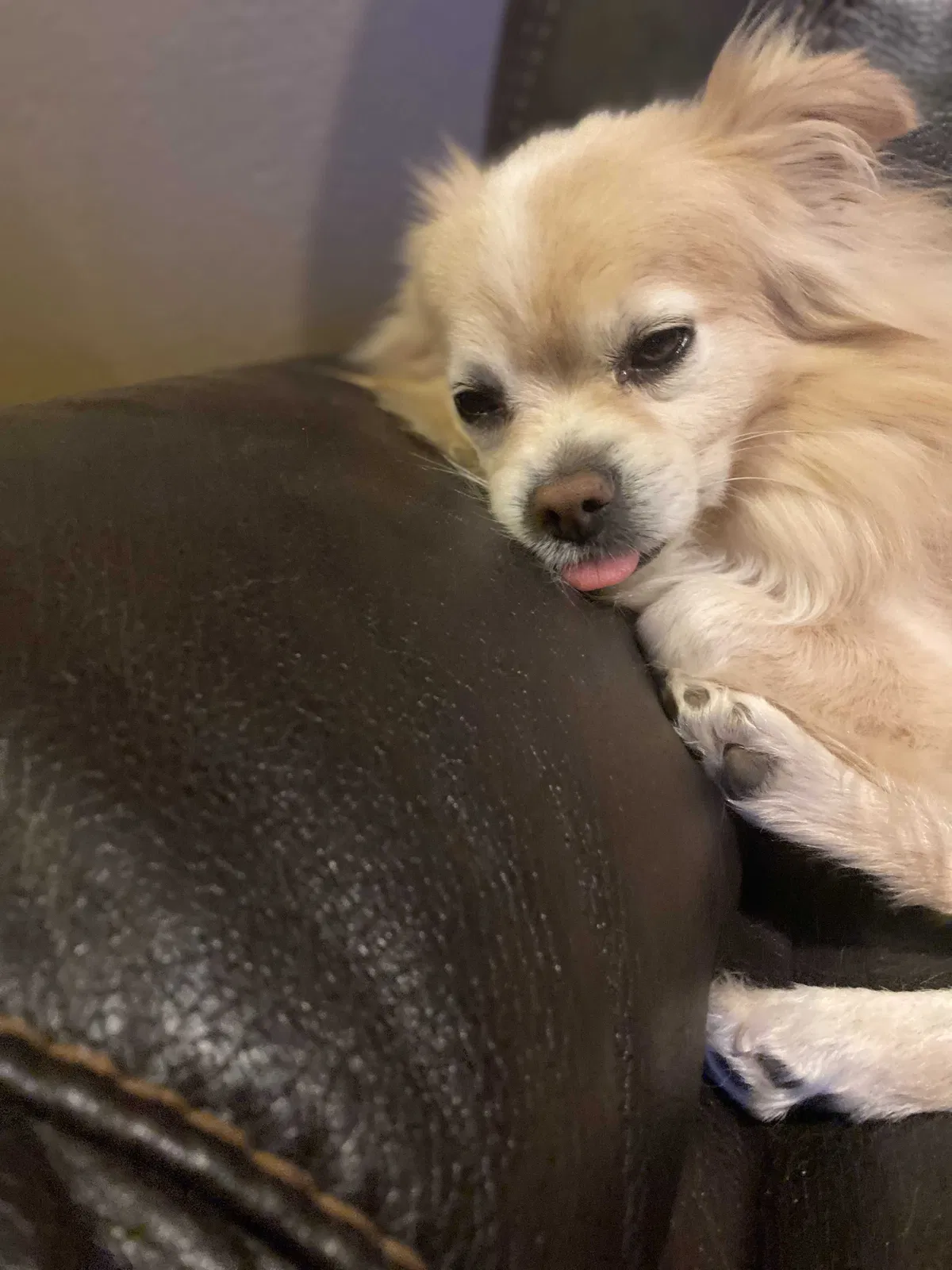 Lost dog in Glendale, AZ, 85310