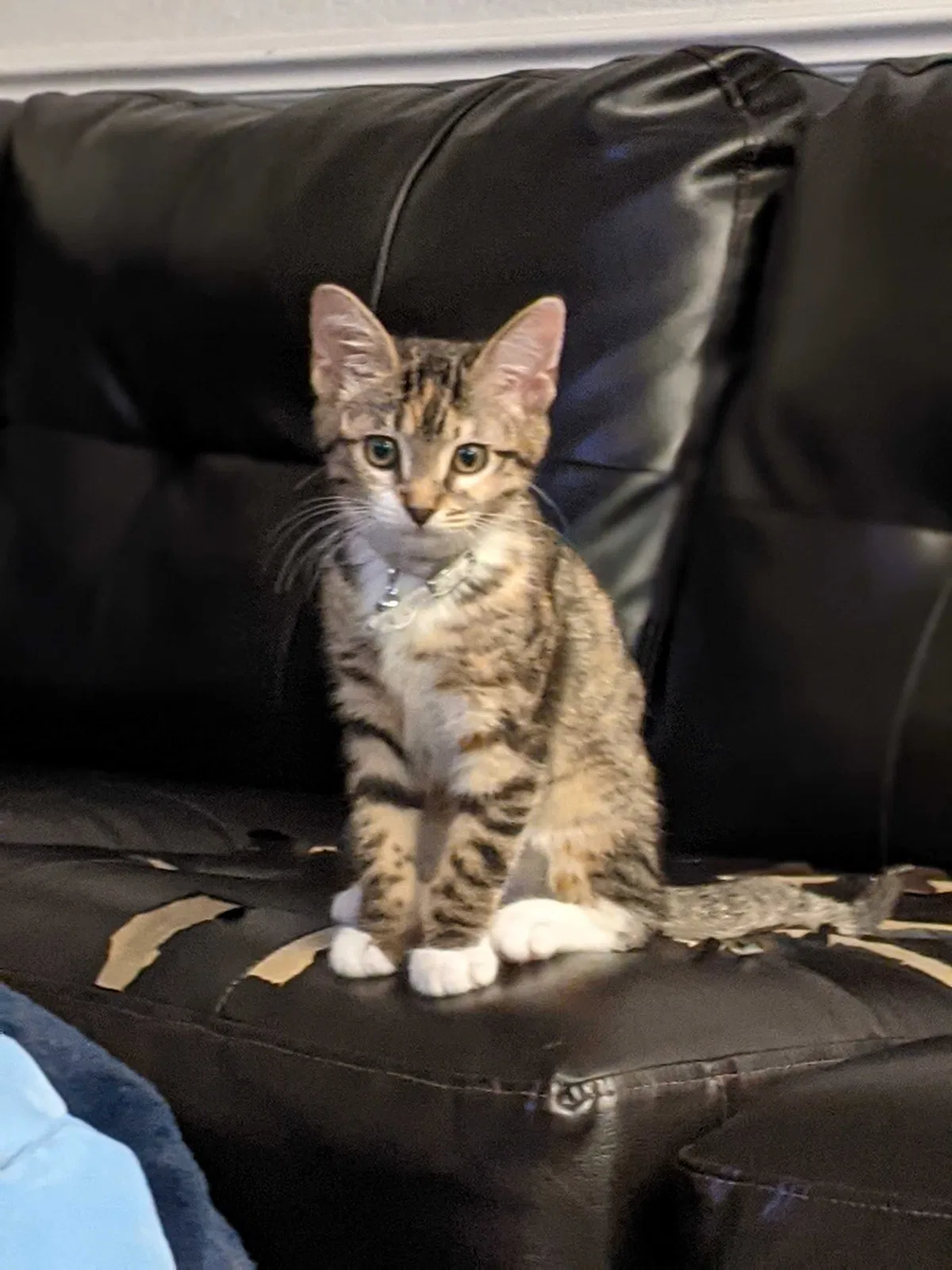 Lost cat in Salinas, CA, 93906