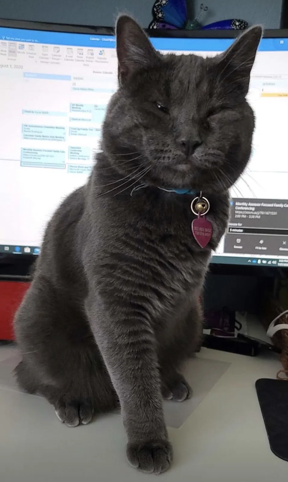 Lost cat in Henderson, CO, 80640
