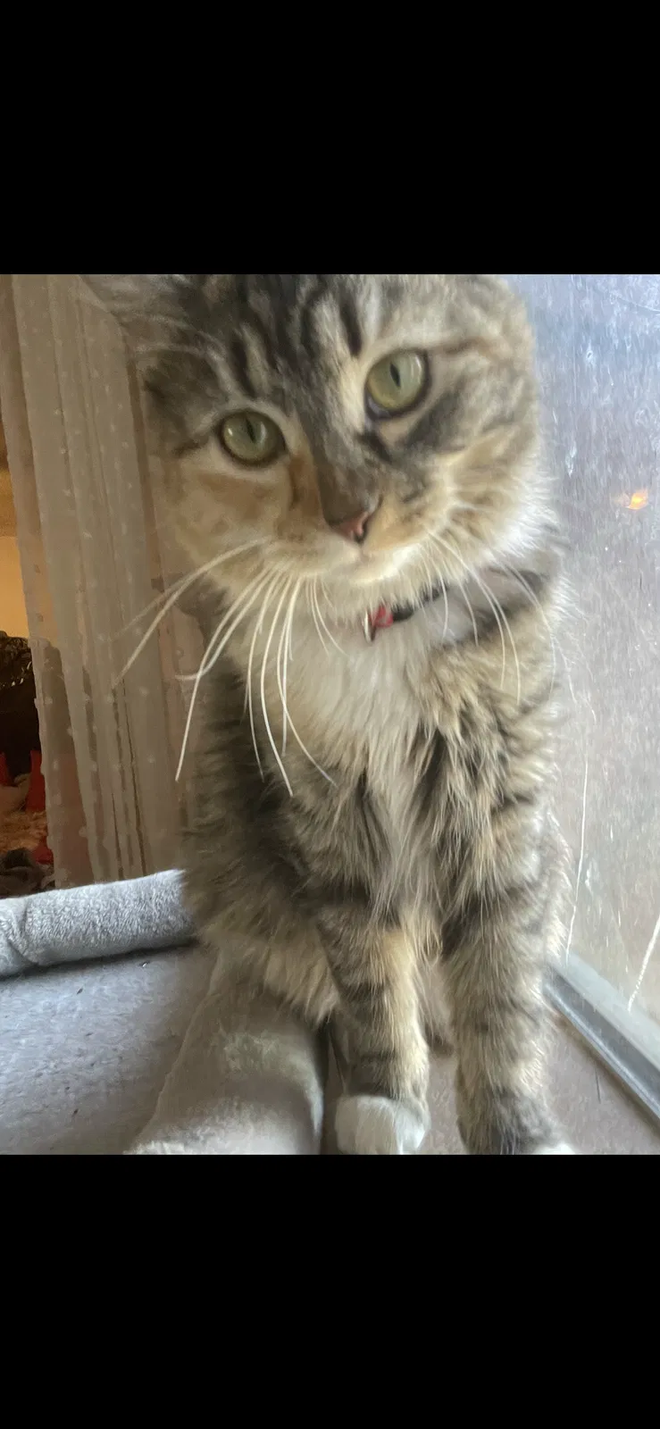 Lost cat in Las Vegas, NV, 89107