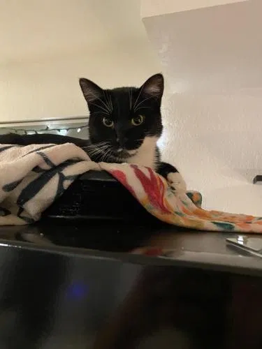 Lost cat in Arvada, CO, 80004