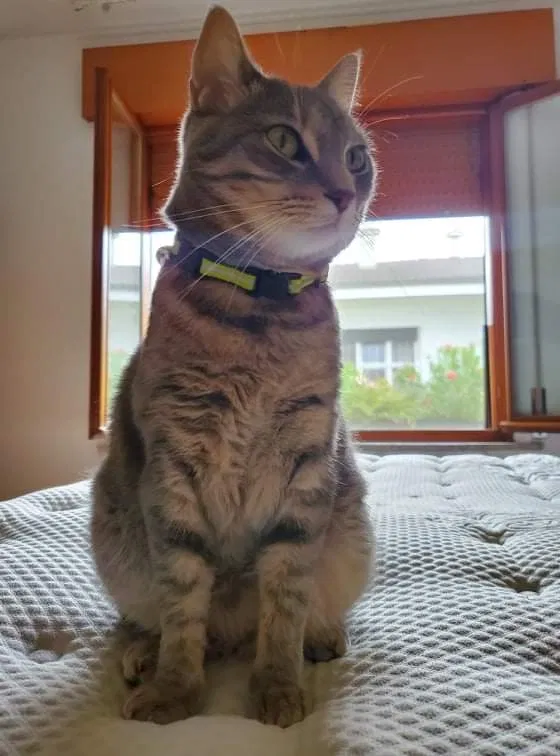 Lost cat in Vail, AZ, 85641