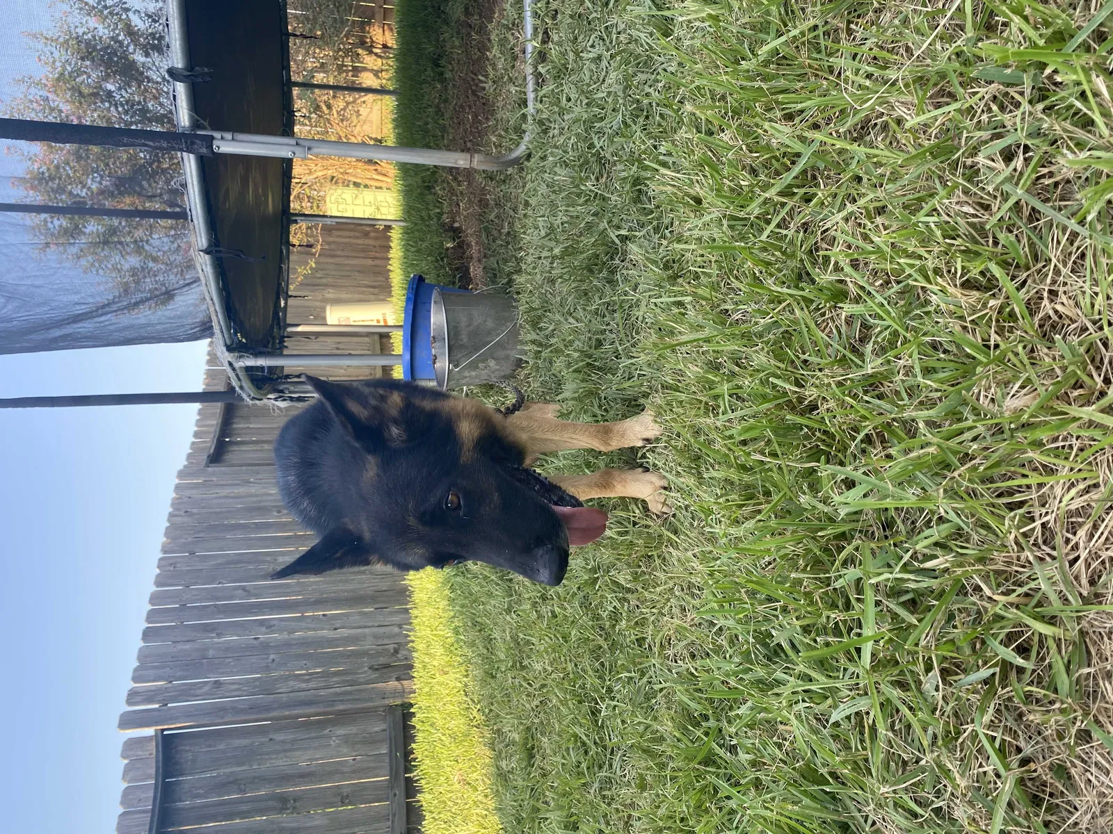 Lost dog in Humble, TX, 77396