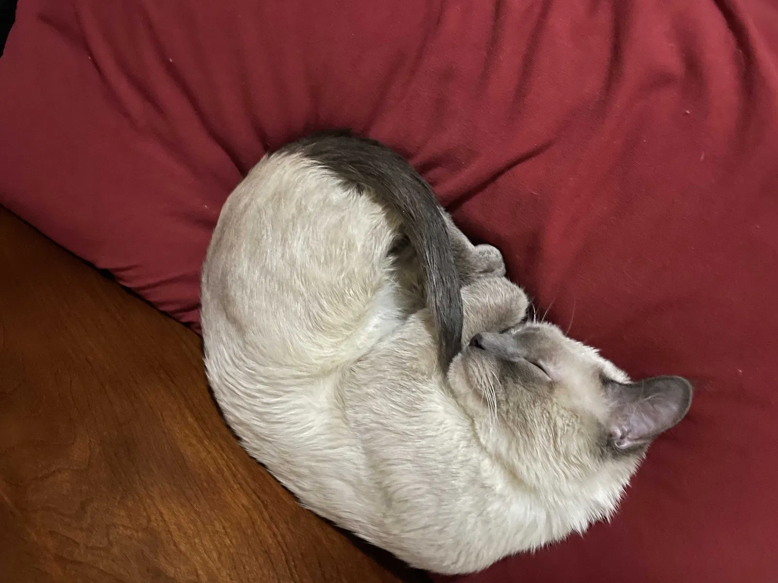 Lost cat in Atlanta, GA, 30340