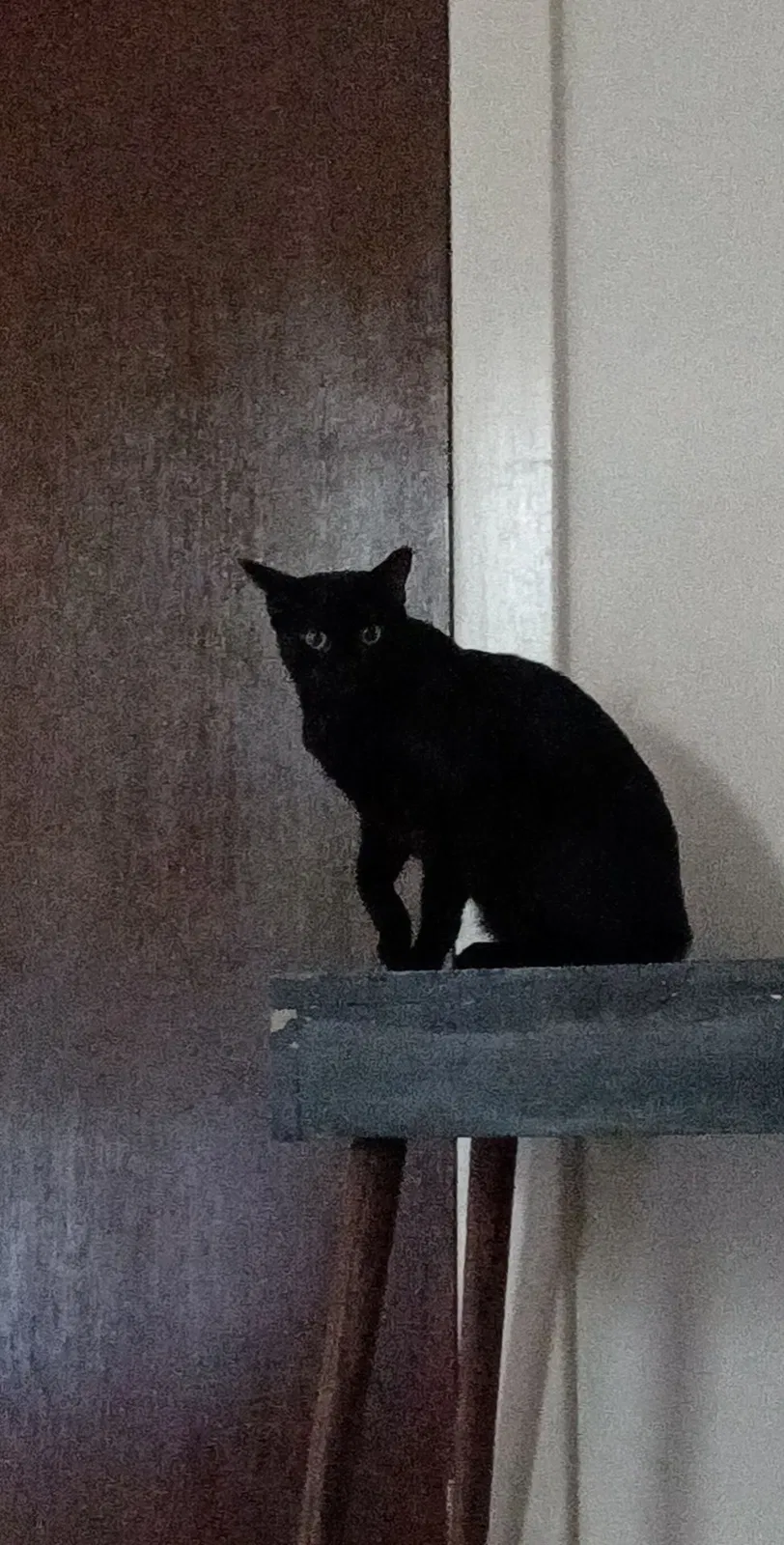 Lost cat in Lawrence, KS, 66044