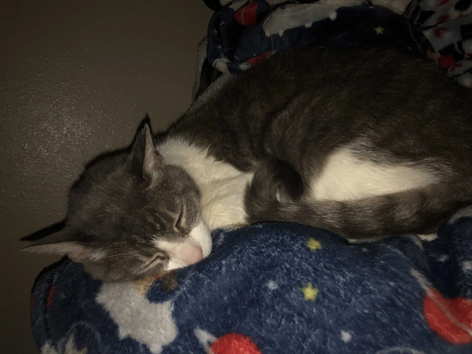 Lost cat in Lubbock, TX, 79407