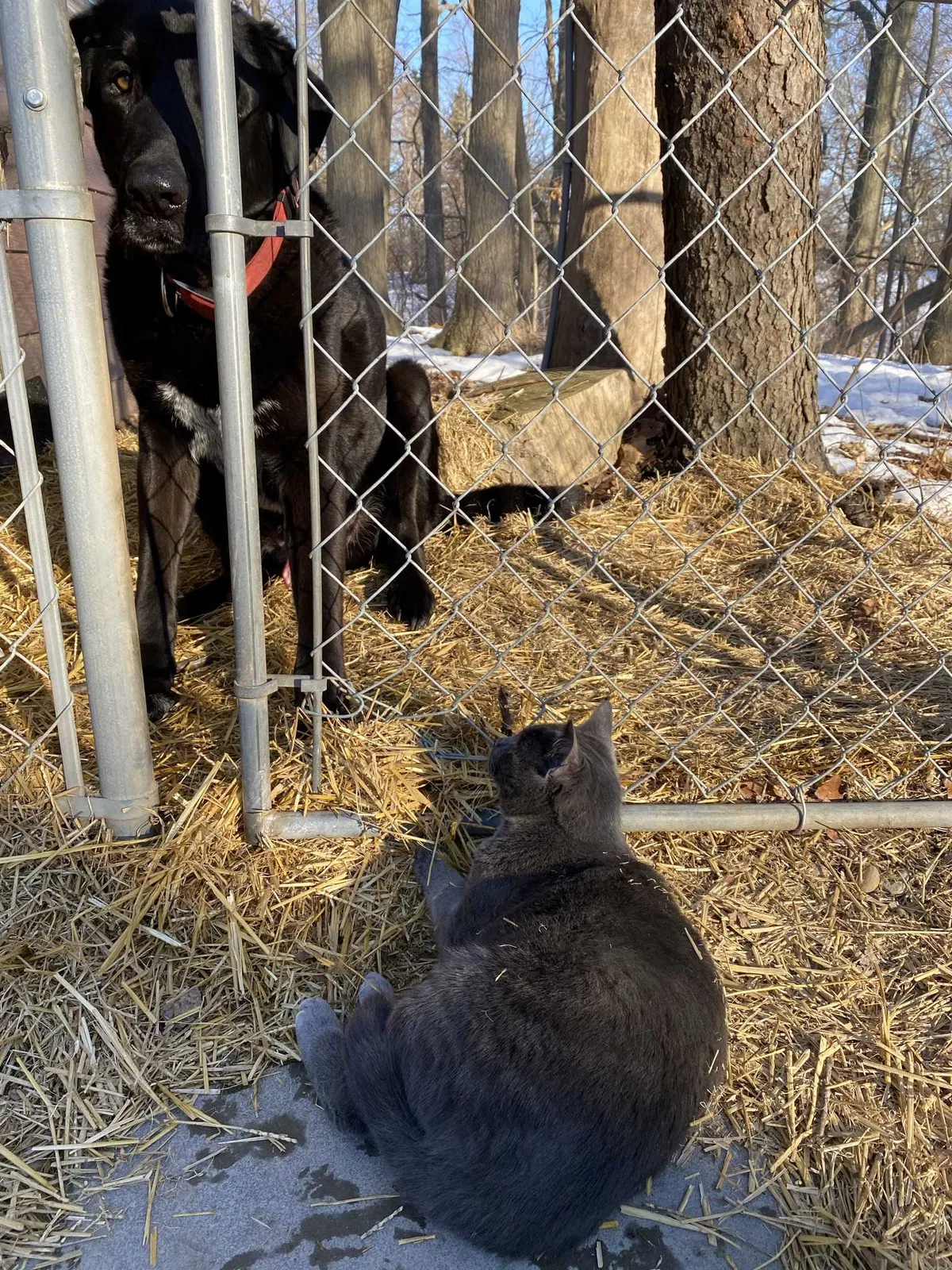 Lost dog in Lansing, MI, 48917