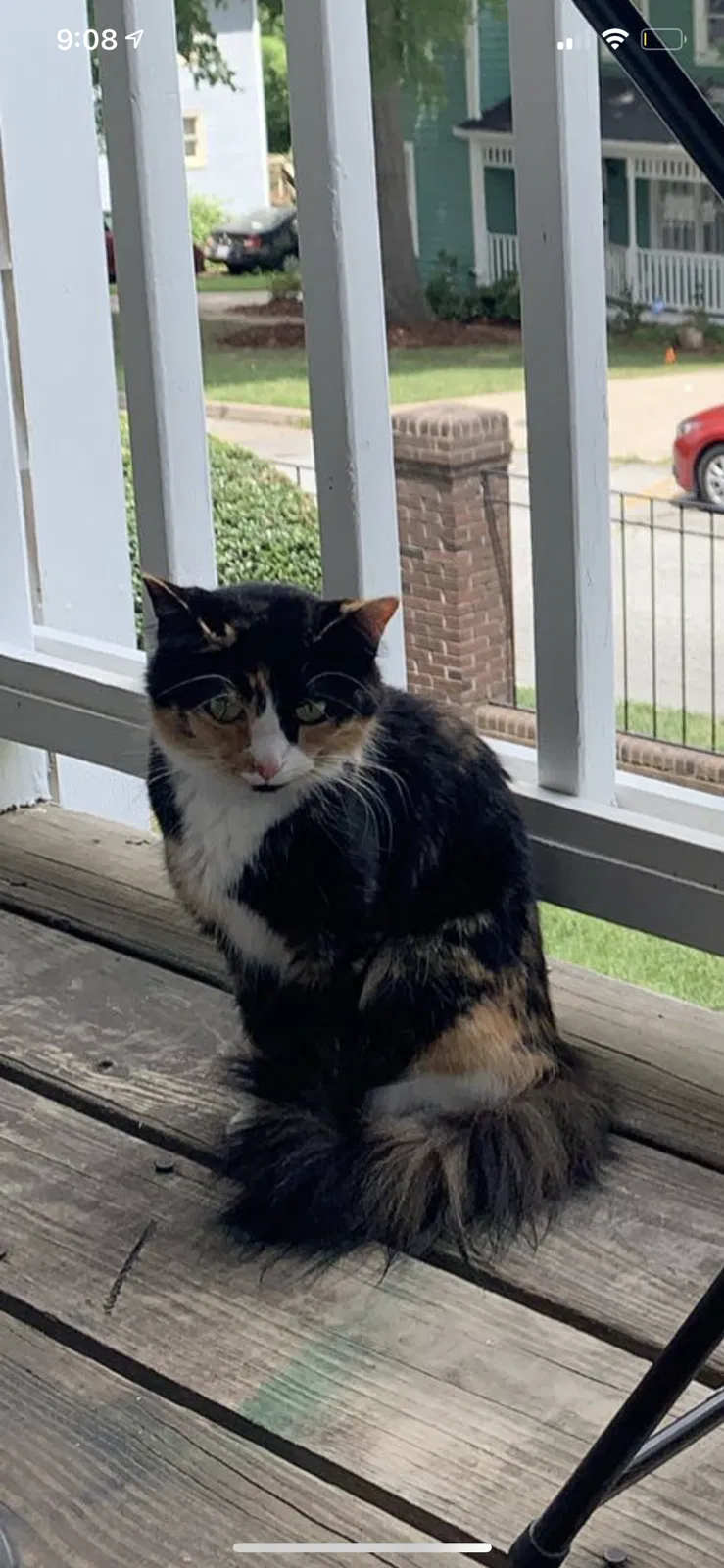 Lost cat in Greensboro, NC, 27403