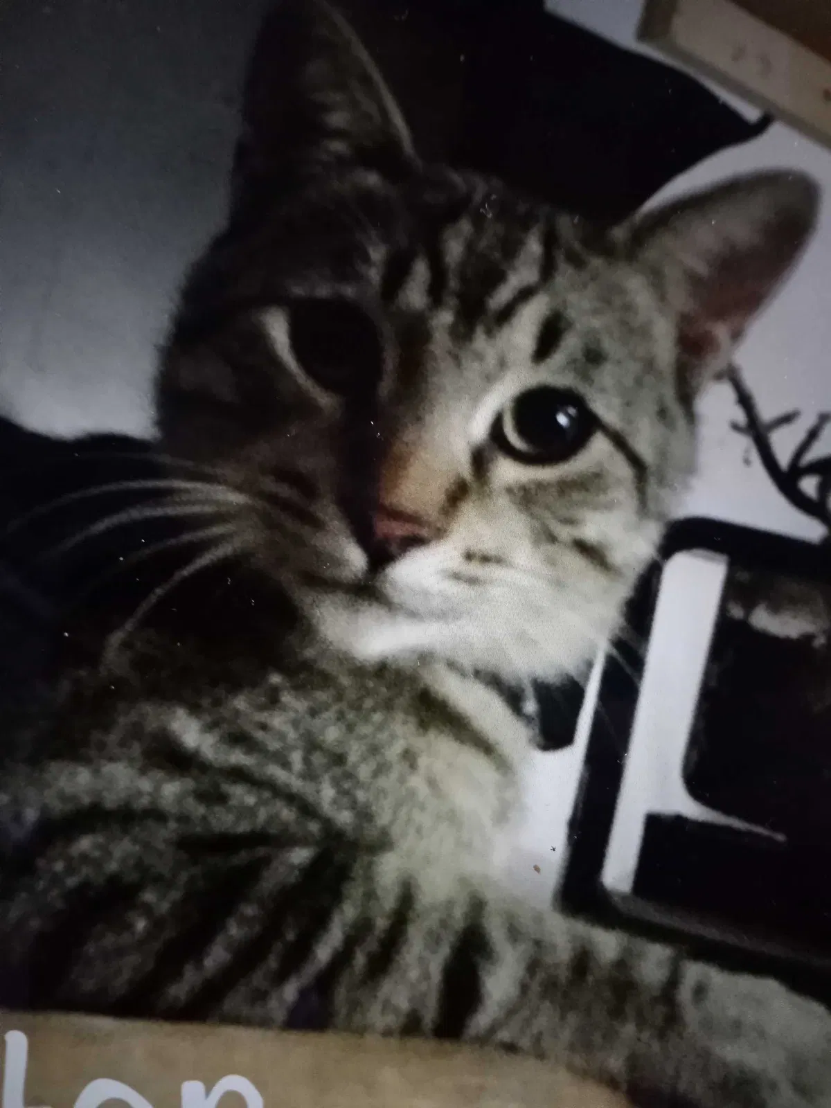 Lost cat in Gardena, CA, 90248