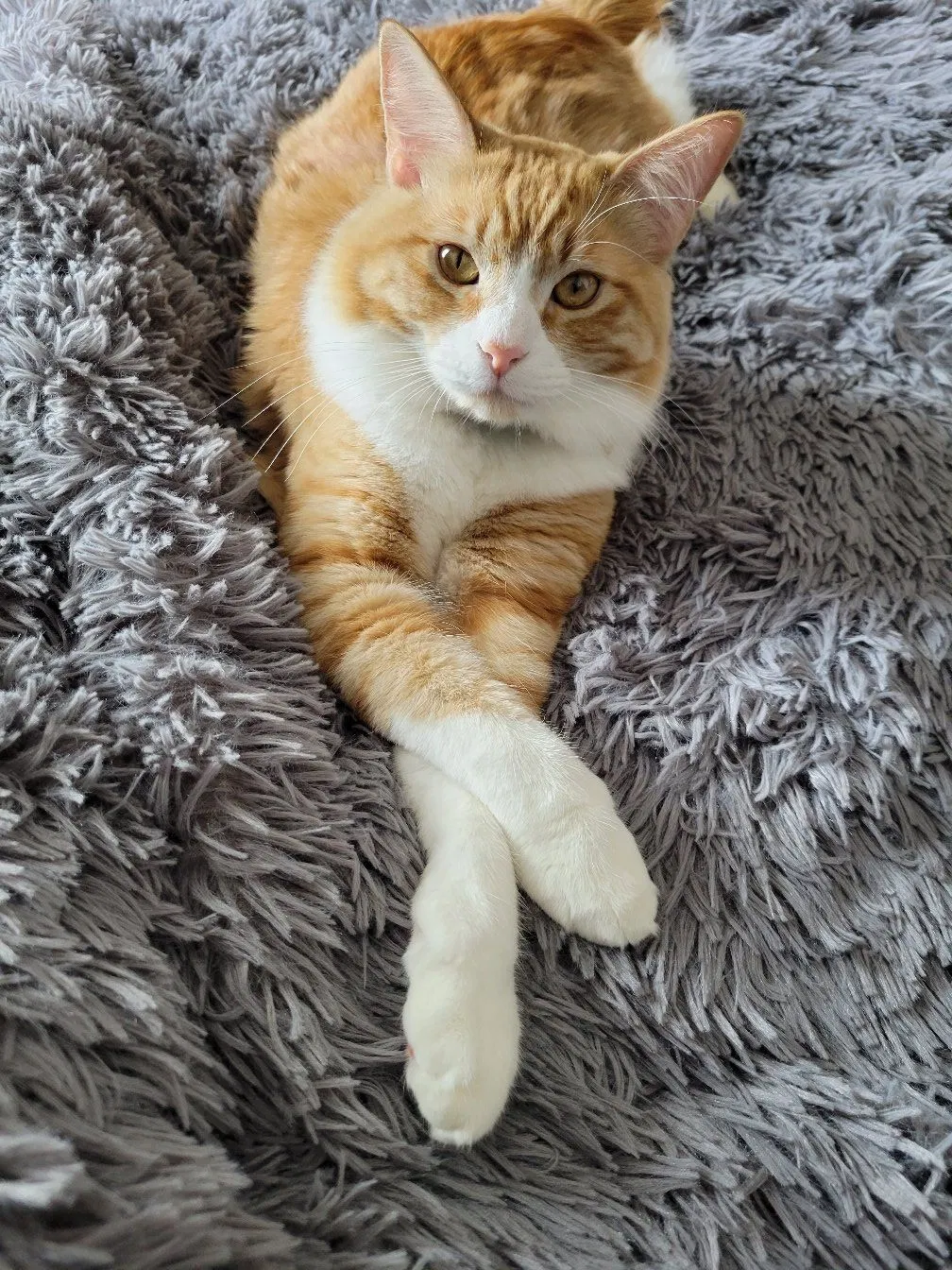 Lost cat in Richmond, VA, 23225