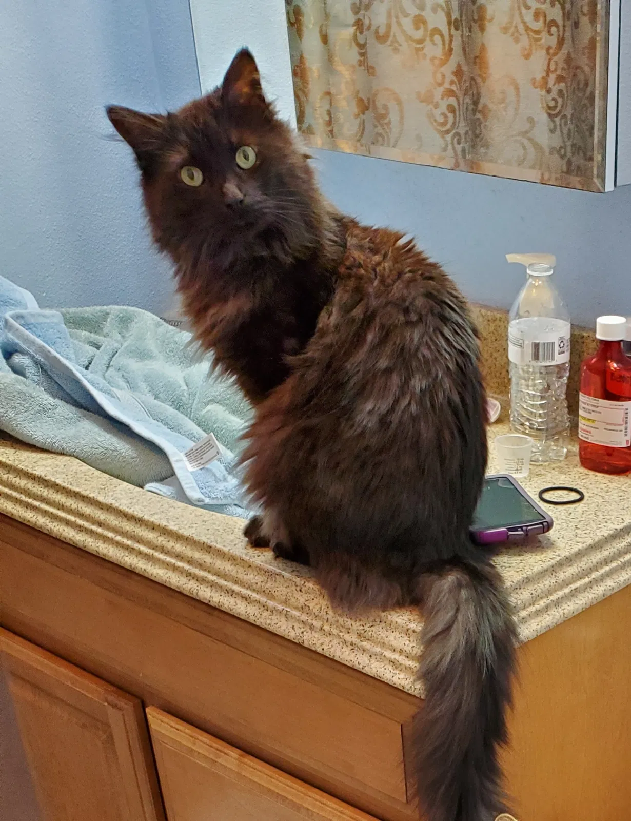 Lost cat in Rockford, IL, 61107