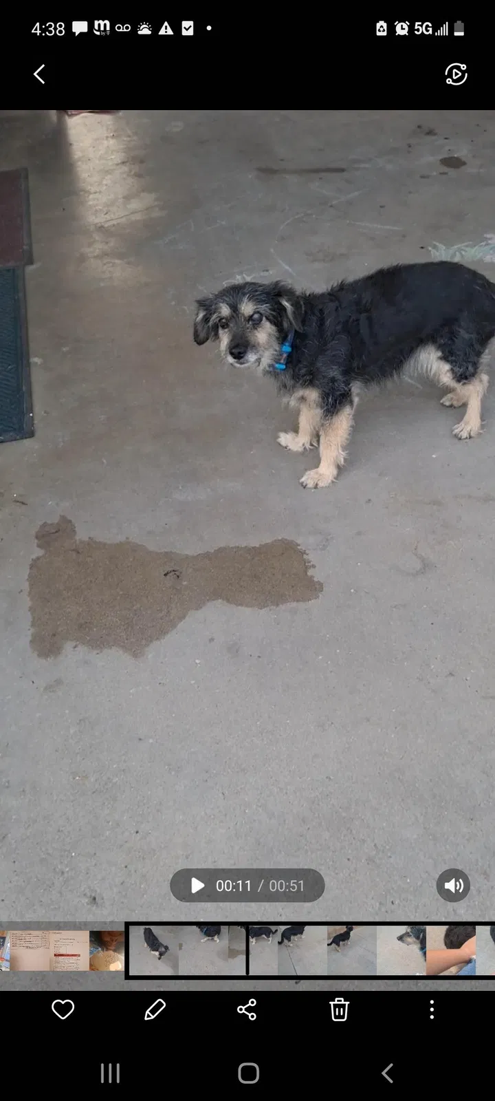 Lost dog in Grand Terrace, CA, 92313